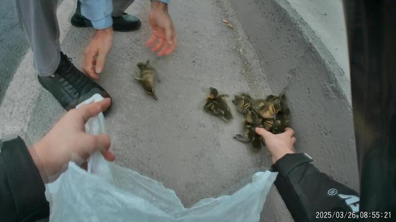 Bebek anak anjing menambahkan lalu lintas satu sama lain