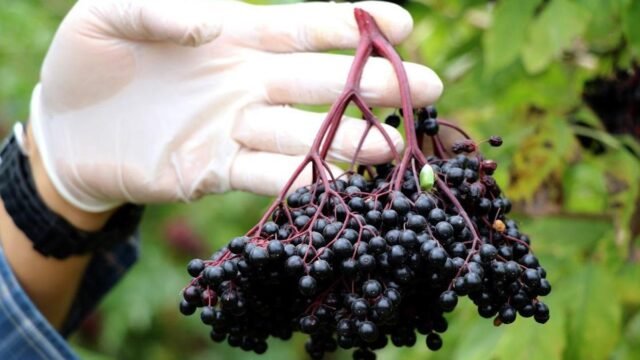 Tidak menjual di pasar! Apa buah Aronia, apa manfaatnya? -
